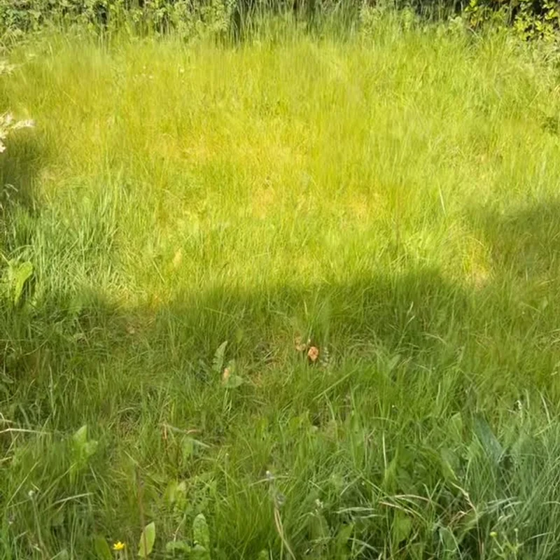 Tallest Turf Man project 1