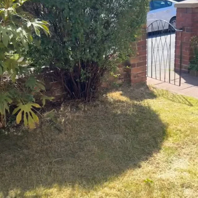 Tallest Turf Man project 4
