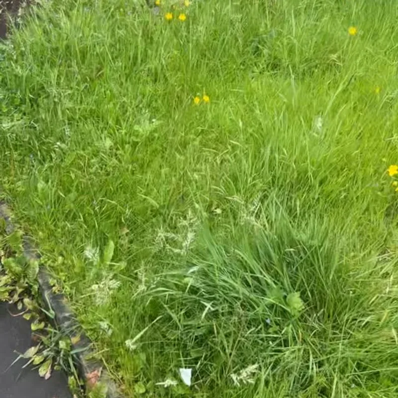 Tallest Turf Man at work